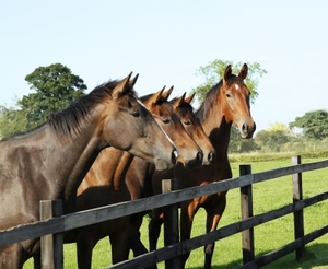 As much as were hoping that scientists will find a drug to prevent or improve Huntington’s symptoms, we’re holding our horses about fingolimod for now. 