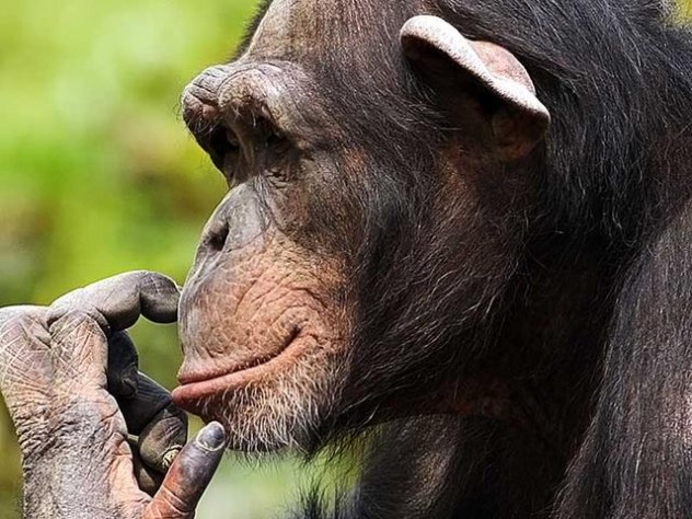 chimp