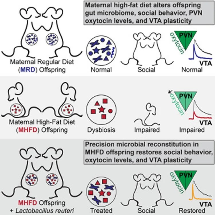 Diagram shows how dysbiosis causes the autism like behavior in mice.