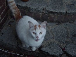 This is Oscar, he has feline HIV but is fit and well and lives with Mr Snow another feline HIV cat