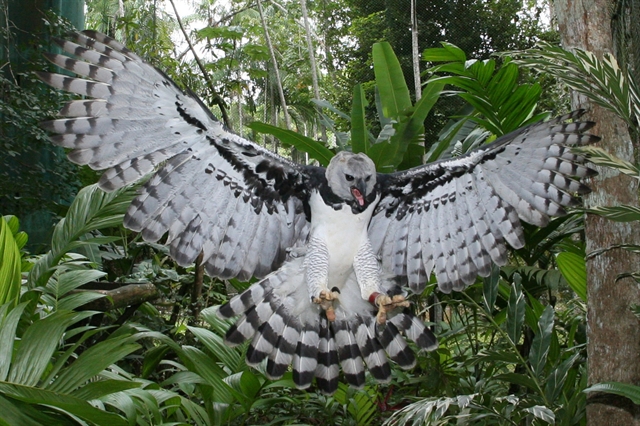 10 most unusual birds that live on the planet