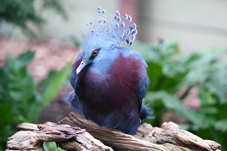 10 most unusual birds that live on the planet