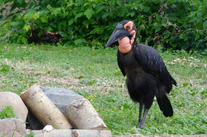 10 most unusual birds that live on the planet