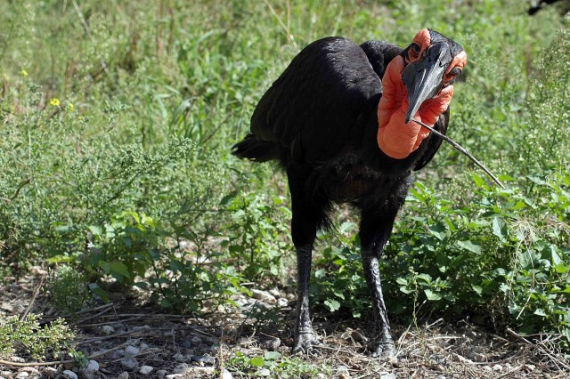 10 most unusual birds that live on the planet