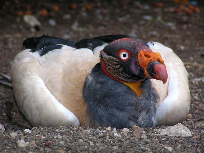 10 most unusual birds that live on the planet