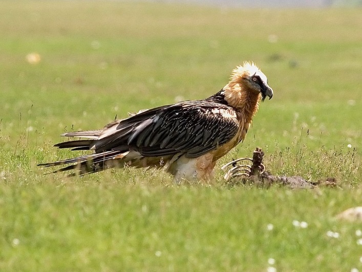 10 most unusual birds that live on the planet