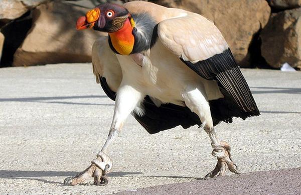 10 most unusual birds that live on the planet