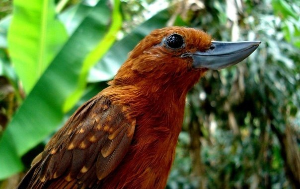 10 most unusual birds that live on the planet