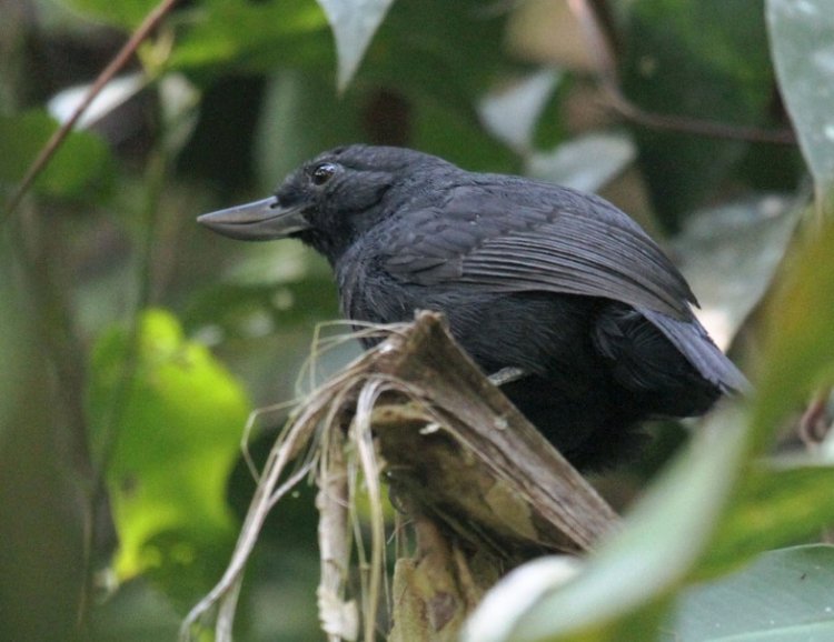 10 most unusual birds that live on the planet