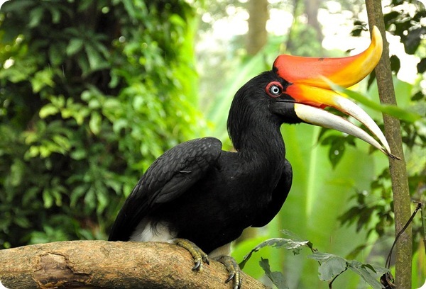 10 most unusual birds that live on the planet