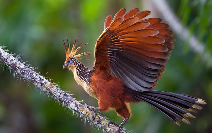 10 most unusual birds that live on the planet