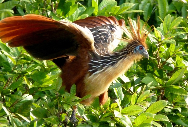 10 most unusual birds that live on the planet