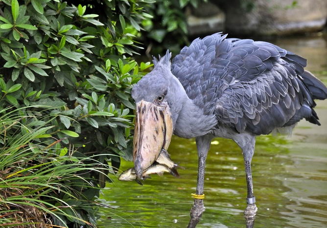 10 most unusual birds that live on the planet