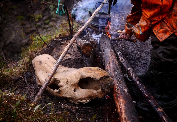 Hunting for mammoths – a new version of the Gold rush