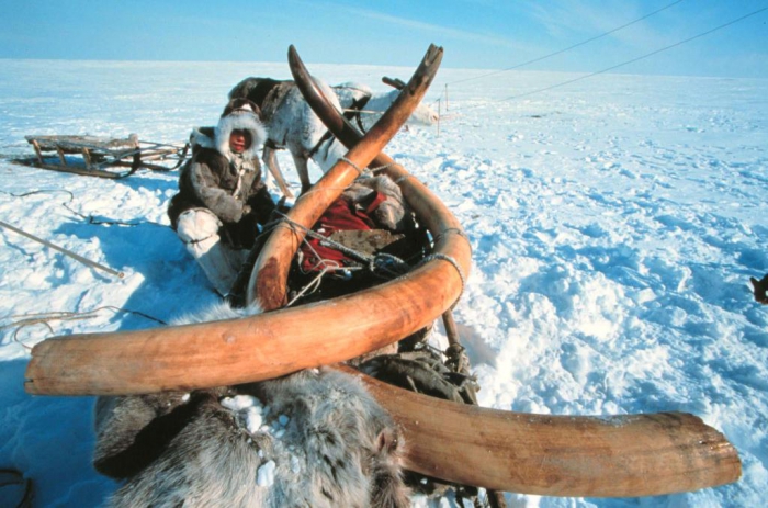 Hunting for mammoths – a new version of the Gold rush