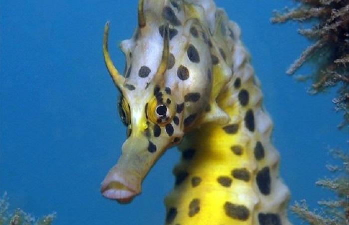 Interesting facts about sea horses