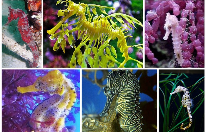 Interesting facts about sea horses