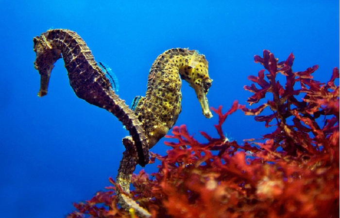 Interesting facts about sea horses