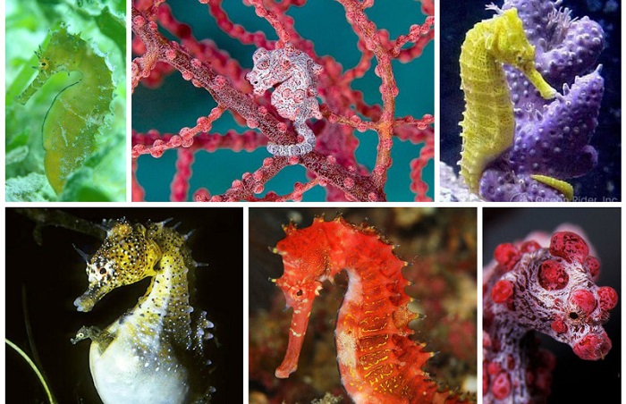 Interesting facts about sea horses