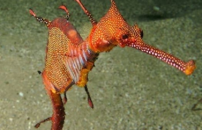 Interesting facts about sea horses