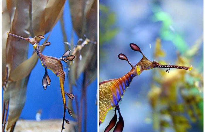 Interesting facts about sea horses