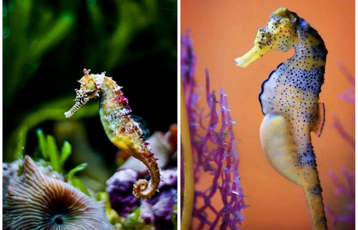 Interesting facts about sea horses