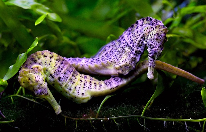 Interesting facts about sea horses