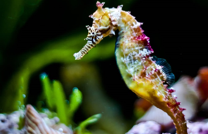 Interesting facts about sea horses