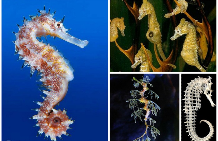 Interesting facts about sea horses