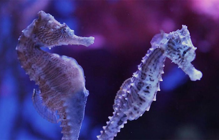 Interesting facts about sea horses