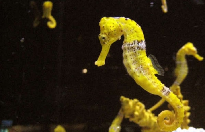 Interesting facts about sea horses