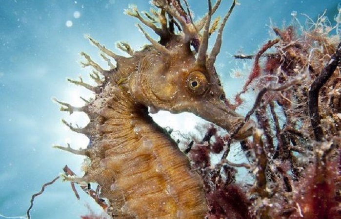 Interesting facts about sea horses