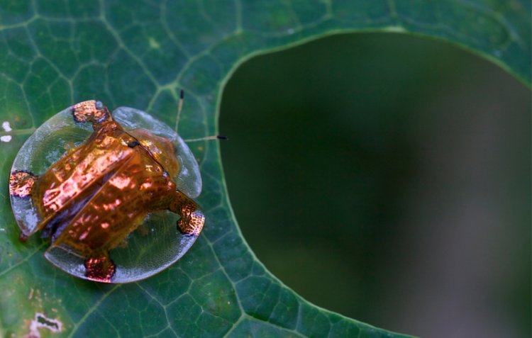 10 animals those are able to change their color