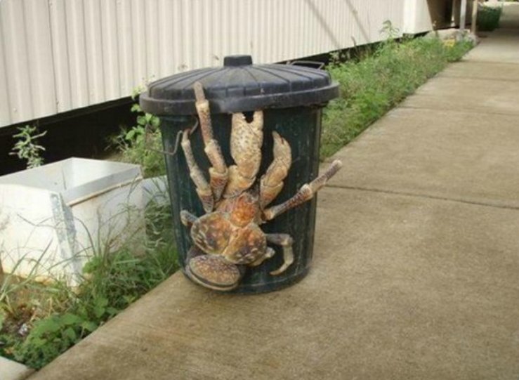 Dangerous surprises, which ruin all desire to visit Australia (25 pics)