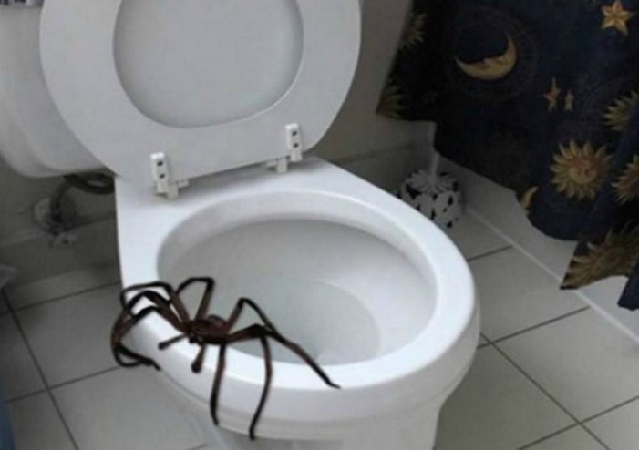 Dangerous surprises, which ruin all desire to visit Australia (25 pics)