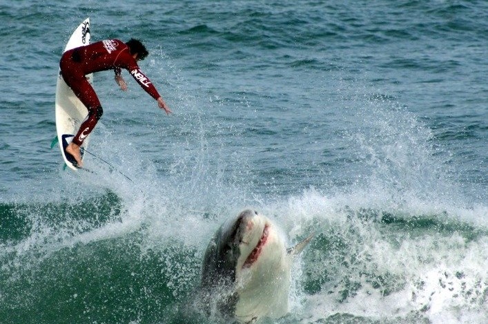 Dangerous surprises, which ruin all desire to visit Australia (25 pics)