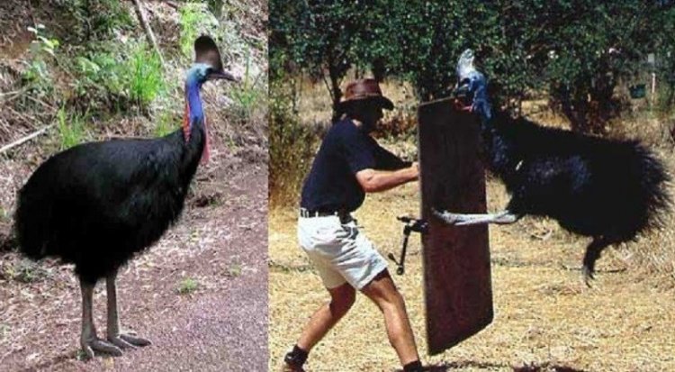 Dangerous surprises, which ruin all desire to visit Australia (25 pics)