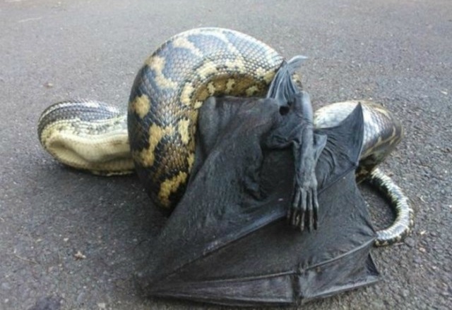 Dangerous surprises, which ruin all desire to visit Australia (25 pics)