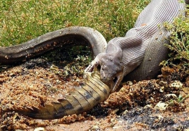 Dangerous surprises, which ruin all desire to visit Australia (25 pics)