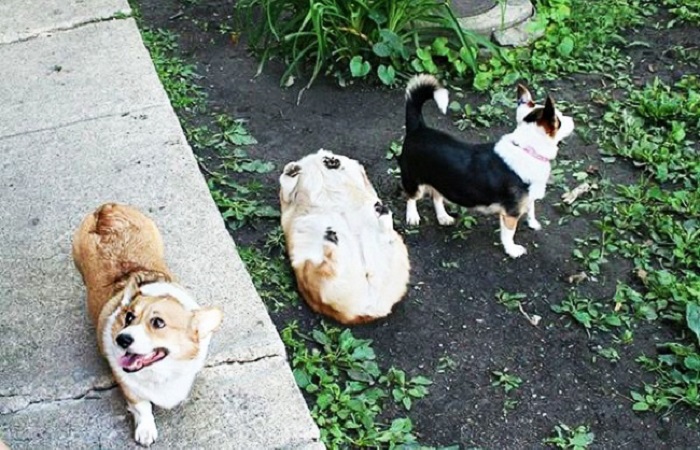 25 charming dogs, hungry for attention