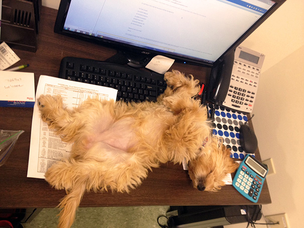Working from Home with Pets: Funny Photo Collection