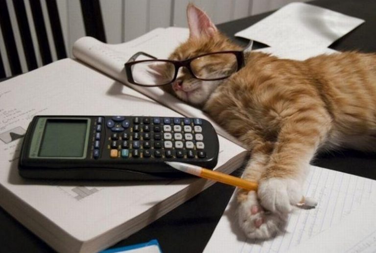 Working from Home with Pets: Funny Photo Collection